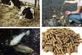 A cow, a frenzy of fish being fed, two fish eating fish feed, and a pile of brown animal pellets.