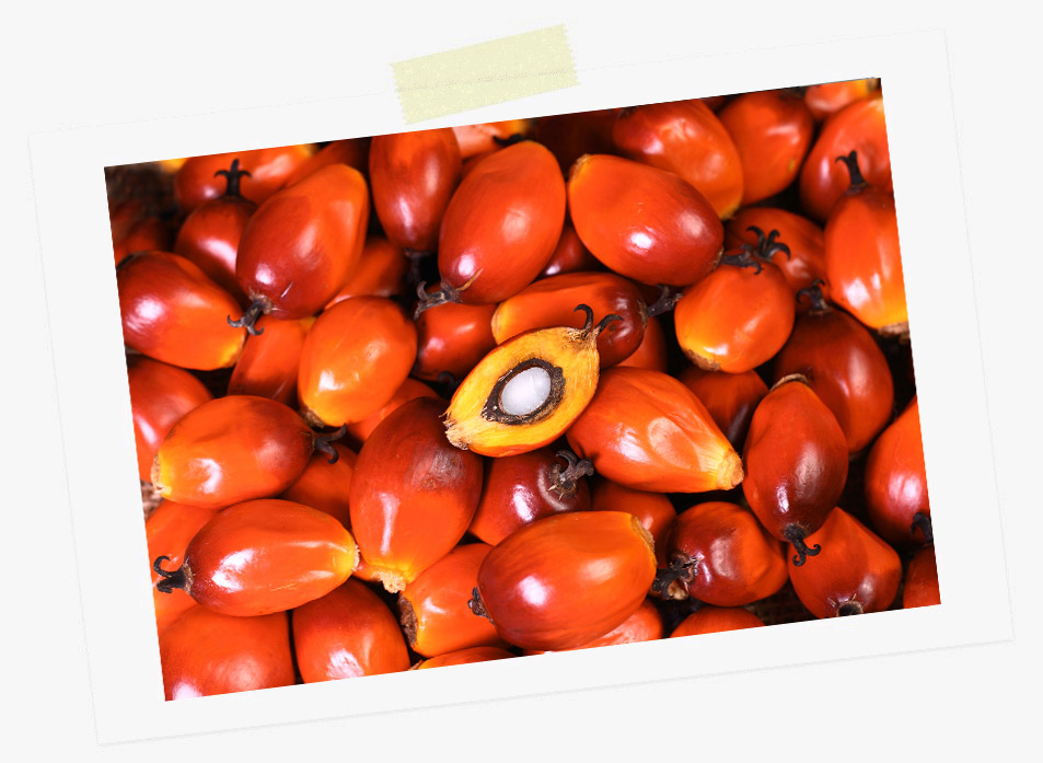palmoil.jpg