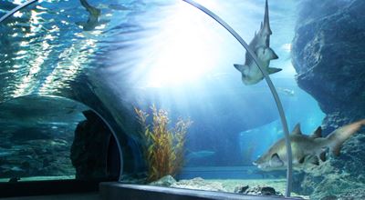 Building aquariums of plexiglass